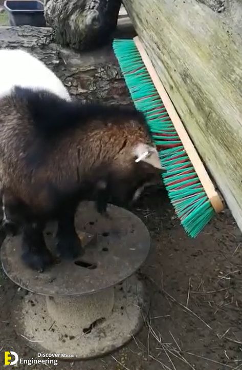 Smart Goat And Sheep Hay Feeder Ideas - Engineering Discoveries Smart Goat And Sheep Hay Feeder Ideas Sheep Enrichment Ideas, Sheep Enrichment, Sheep Hay Feeder, Goat Enrichment Ideas, Pygmy Goat Pen, Goat Enrichment, Sheep Feeders, Goat Hay Feeder, Sheep Shelter