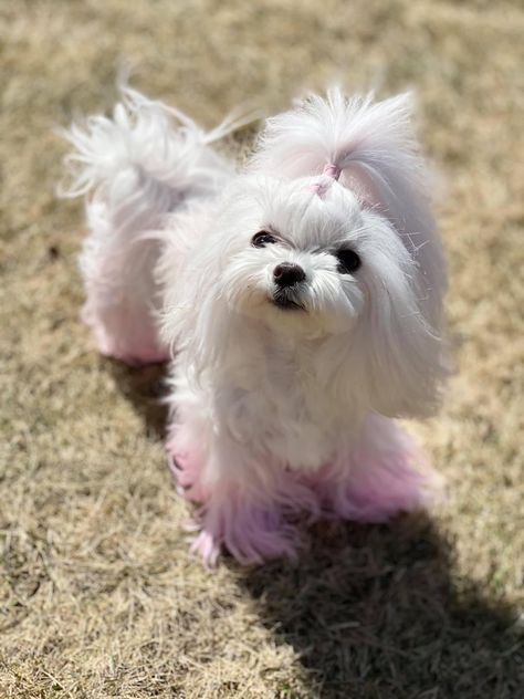 Maltese Cute Haircut, Maltichon Haircut, Haircuts For Maltese Dogs, Maltese Dogs Grooming, Maltese Dogs Haircuts, Aesthetic Maltese Dog, Maltese Pigtails, Long Haired Dogs, Dog Grooming Styles