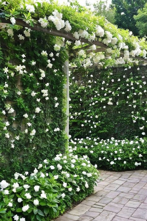 11 Best Creeping Vines Climbing Vines On House, Ivy Plant Aesthetic, Creeping Jasmine, Jasmine Images, Creeping Vines, Creeping Fig, House Porch, Courtyard Gardens, Virginia Creeper