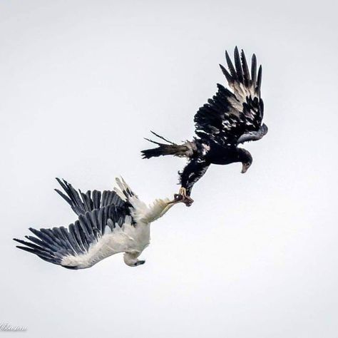 What an incredible capture! 😮  This wedge-tailed eagle and white-bellied sea eagle were seen having a dispute near Burnie in Tasmania's north-west over the weekend.  📷: Mehrdad Abbasian Different Types Of Eagles, Types Of Eagles, Wedge Tailed Eagle, Sea Eagle, Bird Paintings, Eagle Tattoo, Amazing Animals, Photo Series, Latest News Headlines