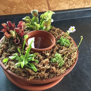 Carnivorous Plants Care, Carnivorous Plants Terrarium, Bog Plants, Bog Garden, Plants Diy, Pitcher Plant, Terraria, Terrarium Plants, Carnivorous Plants