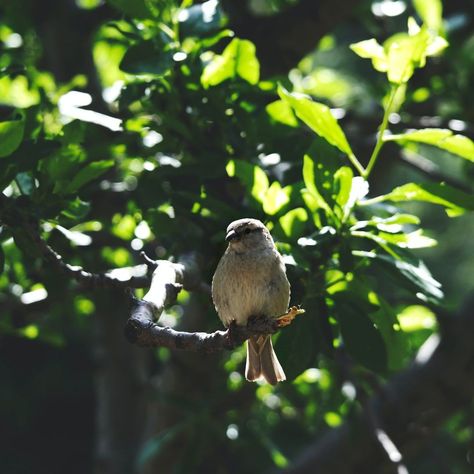 Birds Wallpaper Iphone, Green Aesthetic Images, Bird Aesthetic, Wallpaper Iphone Hd, Birds Wallpaper, Picture Tree, Tree Images, Green Bird, Bird Wallpaper