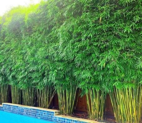 Clumping Bamboo Landscaping, Hawaii Lanai, Landscaping Features, Deck Screen, Bamboo Hedge, Bamboo Landscape, Clumping Bamboo, Pool Plants, Living Willow