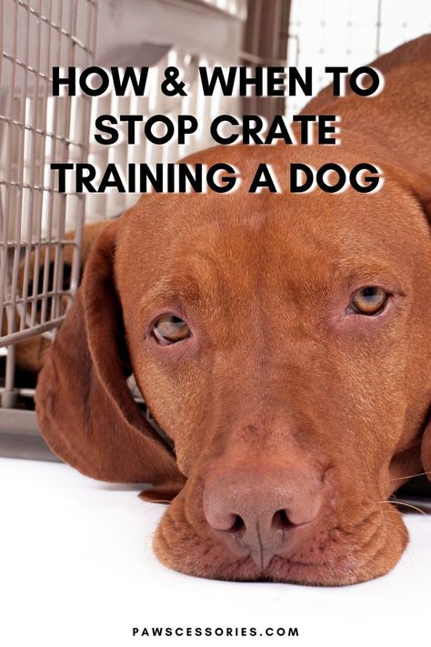 Crate Training Dog, Crate Train, Training A Dog, Puppy Barking, Crate Training Puppy, Dog Remedies, Dog Ages, Leash Training, Train Your Dog