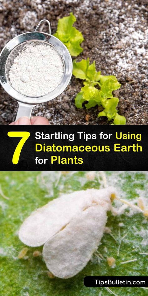 Consider DE powder if you’re concerned about organic pest control and beneficial insects. Discover how to protect your potting soil with food-grade diatomaceous earth. This excellent how-to guide provides tips to treat your potted plant or entire vegetable garden. #diatomaceous #earth #plants Diatomaceous Earth Spray Diy, Uses For Diatomaceous Earth, Diatomaceous Earth Garden, Diatomaceous Earth Benefits, Garden Protection, Home Pest Control, Diatomaceous Earth Food Grade, Zucchini Plants, Gutter Garden