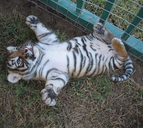 Lions Photography, Cute Tiger Cubs, White Lions, Baby Tigers, Tiger Cubs, White Tigers, Grizzly Bears, Cute Tiger, Tiger Pictures