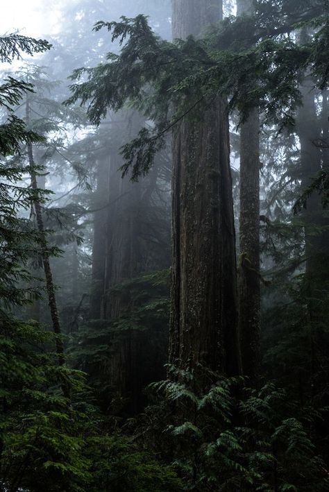 Yukon Aesthetic, Outdoors Aesthetic, Dark Naturalism, Dark Forest Aesthetic, Temperate Rainforest, Outdoor Aesthetic, Forest Path, Misty Forest, Forest Fire