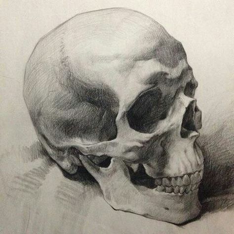 Art Anatomy, Skull Sketch, Skeleton Drawings, Skulls Drawing, Charcoal Art, Skull Drawing, Human Skull, Anatomy Drawing, Charcoal Drawing