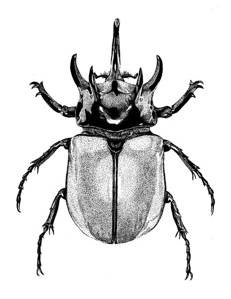 Beetle drawings | Nat McIntyre Rhinosaurus Beetle Tattoo, Hercules Beetle Drawing, Beatle Tattoo Design, Bug Drawing Insects, Scarab Beetle Tattoo Design, Rhinoceros Beetle Tattoo, Dung Beetle Tattoo, Scarab Beetle Drawing, Rhino Beetle Tattoo