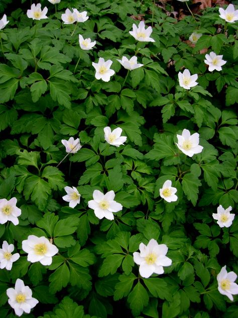 Anemone nemorosa 'Bracteata Pleniflora'   JOYCREEK.COM 3-6" high, 12 inch clump, creeps as shade groundcover... Anemone Nemorosa, Woodland Plants, Plant List, Anemone, Shade Garden, Garden Planning, Perennials, Garden Design, Shades