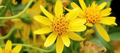 What is Arnica? | Office for Science and Society - McGill University Arnica Gel, Aloe Barbadensis Miller, Arnica Oil, Arnica Montana, Mother Earth News, Wild Harvest, Beneficial Insects, Herb Seeds, Medicinal Herbs