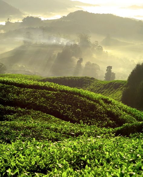 Tea Field, Matcha Tea Benefits, Tea Farm, Tea Plant, Tea Estate, British Tea, Garden Photography, Tea Garden, Matcha Tea