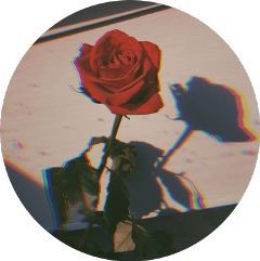 Instagram Profile Pic, Profile Wallpaper, Whatsapp Profile Picture, Instagram Profile Picture Ideas, Aesthetic Roses, Best Profile Pictures, Facebook Profile Picture, Profile Pictures Instagram, Creative Profile Picture