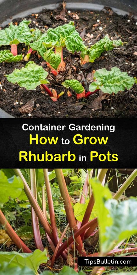 Learn how to grow a rhubarb plant in a container and enjoy fresh stalks at the end of each growing season. Growing rhubarb from seeds or a crown root is relatively easy if you grow rhubarb in a large pot, and the stalks are ready to harvest the second year. #growing #rhubarb #containers How To Grow Rhubarb In A Container, Growing Rhubarb In Containers, Rhubarb Garden Raised Beds, Rhubarb Plants How To Grow, Rhubarb Garden Ideas, Planting Rhubarb, Rhubarb Growing, How To Grow Rhubarb, Small Greenhouses