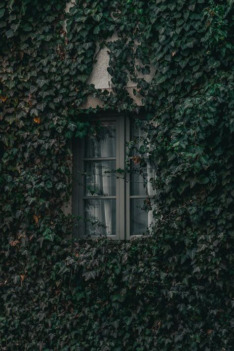 Ivy On House, Aesthetic Hanging Plants, House Wall, Hanging Plants, Ivy, Stock Photos, Architecture, Plants, Wall