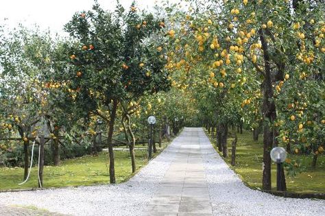 Fruit Tree Lined Driveway, Lined Driveway, Creek Garden, Sorrento Hotel, Tree Road, Investment House, Tree Lined Driveway, Sorrento Italy, Fruit Tree