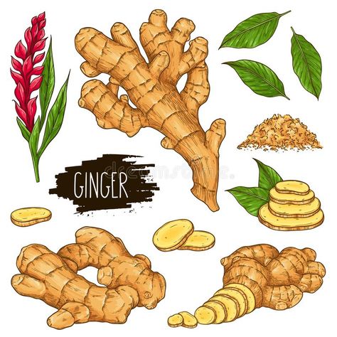 Spices Artwork, Ginger Roots, Spices Packaging, Perspective Drawing Lessons, Desain Editorial, Ginger Recipes, Nutrition And Dietetics, Watercolor Plants, Family Cookbook