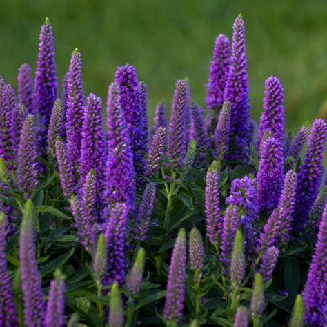 VERONICA_MAGIC_SHOW_PURPLE_ILLUSION_SPEEDWELL_SPIKE_WG_VERIL_01 Veronica Magic Show ‘purple Illusion’ (spike Speedwell), Speedwell Flower, Veronica Plant, Purple Illusion, Proven Winners Perennials, Long Blooming Perennials, Purple Magic, Front Yards, Mid Summer