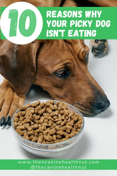 Picky Dog Food Recipes, Homemade Dog Food For Picky Eaters, Food For Picky Dogs, What Can Dogs Eat And Not Eat, Dog Food Toppers Homemade, Dog Food For Picky Eaters, Healthy People Food For Dogs, Picky Dog Eater, Things Dogs Can And Can’t Eat