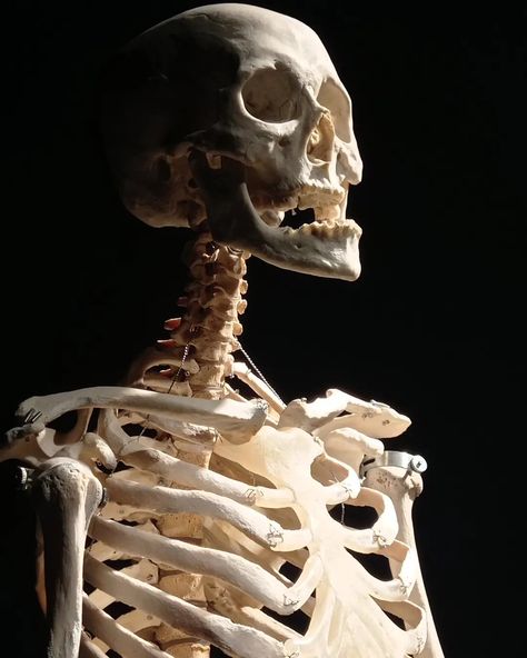 Skeleton With Mouth Open, Skeleton Reference Photo, Skeleton Refrences, Anatomy Reference Skeleton, Skeleton Looking Up, Skeleton Lying Down, Skeleton Laying Down, Skeleton Poses Reference, Skeleton Side Profile