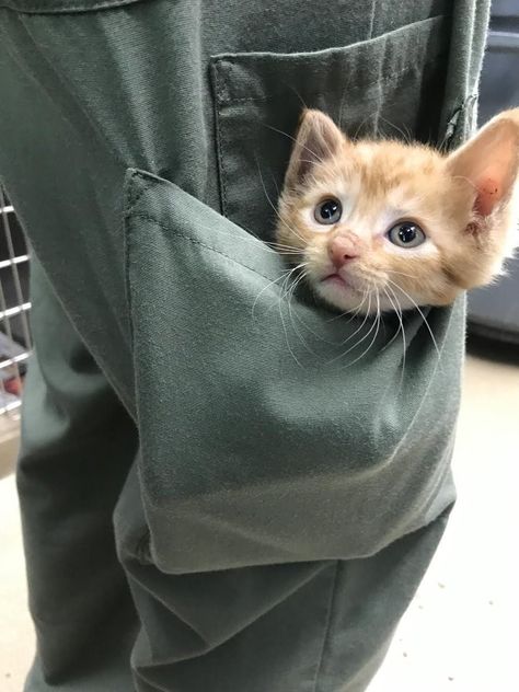 Mini Collection Of Kittens In Pockets (Pics and Gifs) Disney Horses, Newborn Kittens, Kitten Rescue, Silly Cats Pictures, Mini Collection, Kitten Pictures, Kittens Playing, Baby Kittens, Sweet Animals