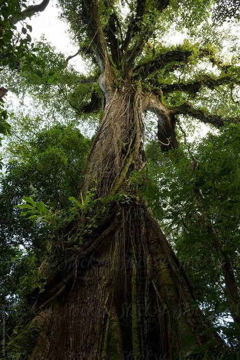 Ceiba Tree, Rainforest Trees, Amazon Rainforest, Tree Tattoo, Mural Wall Art, Science And Nature, Pretty Pictures, Wonders Of The World, Costa Rica