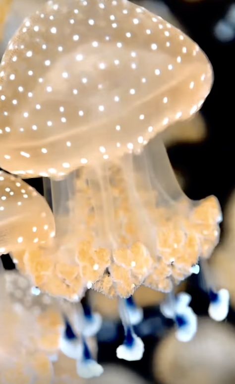 White Spotted Jellyfish, Spotted Jellyfish, Flapjack Octopus, Types Of Jellyfish, Jellyfish Species, Cool Sea Creatures, Baby Jellyfish, Jellyfish Light, Cnidaria