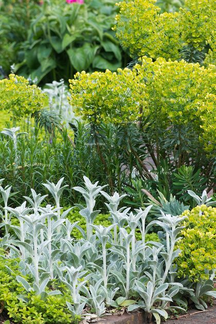 Stachys byzantina 'Cotton Boll' and Euphorbia characias subsp. wulfenii 'Lambrook Gold' Euphorbia Characias Wulfenii, Euphorbia Characias Subsp. Wulfenii, Euphorbia Wulfenii, Library Bed, Lettuce Garden, Euphorbia Characias, Euphorbia Plant, Beach House Landscaping, Stachys Byzantina