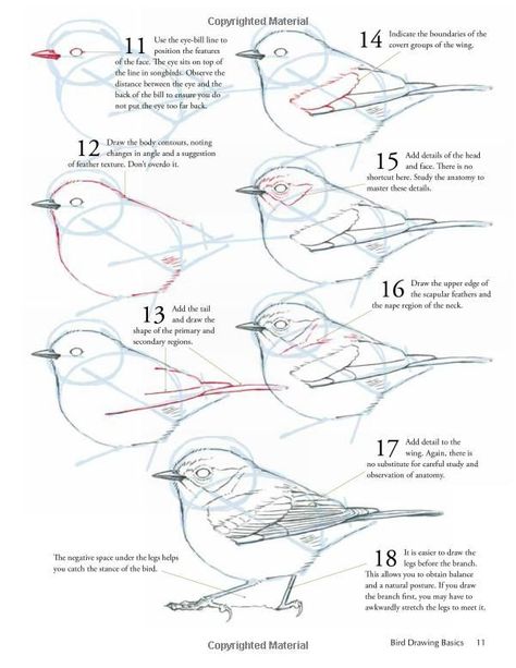 John Muir Laws, How To Draw Birds, Eyelashes Drawing, Draw Birds, Drawing Birds, Drawing Kids, Bird Sketch, Kids Painting, 얼굴 그리기