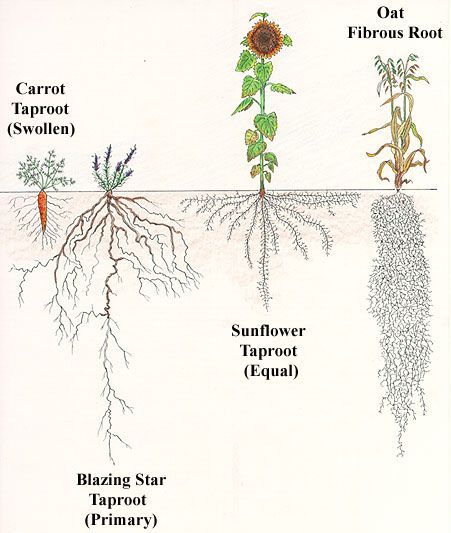 Roots Illustration, Forest Kindergarten, Biology Plants, Biology Classroom, Root Structure, Planting Sunflowers, Victory Garden, Natural Science, Plant Science