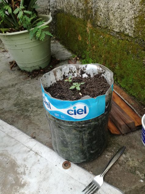 Is my improvised plastic pot too small for 3 tomatillo/mexican husked tomato seedlings? Tomato Seedlings, Home Flowers, Plastic Pots, Garden Diy, Horticulture, Landscaping, Planter Pots, Roses, Plants