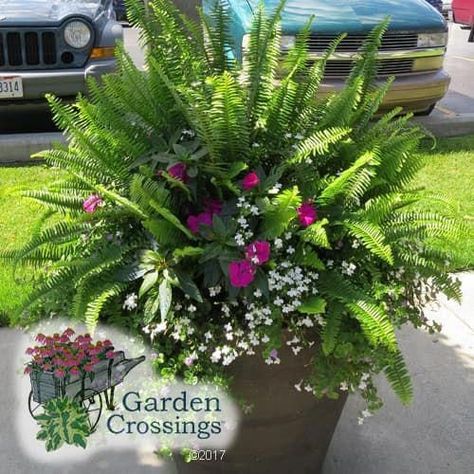 Porch Flowers, Container Garden Design, Container Gardening Flowers, Flower Pots Outdoor, Patio Plants, Garden Containers, Outdoor Flowers, Container Flowers, Annual Plants