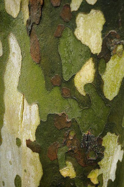 Sycamore Tree, Foto Art, Tree Bark, Natural Forms, Patterns In Nature, Color Textures, Green Aesthetic, Green Brown, Natural Texture