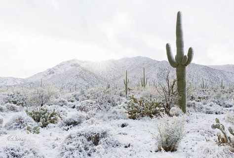 Snowy Desert Grunge Scenery, Cold Desert Skardu, Dsmp Aesthetics, Christmas In The Desert, Cold Desert Landscape, Winter Arizona, Snow In The Desert, Snowy Desert, Desert Snow