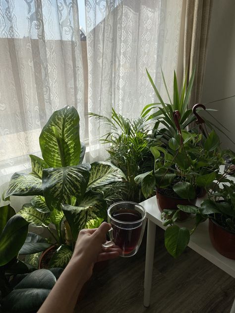 Indoor Plants Aesthetic, Plant Mom Aesthetic, Chill Aesthetic, To Be Understood, Plant Decor Indoor, Plant Aesthetic, Hello You, House Plants Decor, Cactus Y Suculentas