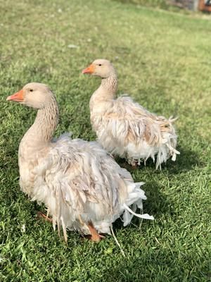 Ancona Ducks, Sebastopol Geese, Light Brahma, Frizzle Chickens, Geese Breeds, Day Old Chicks, Farm Lifestyle, Great Friends, Ducks