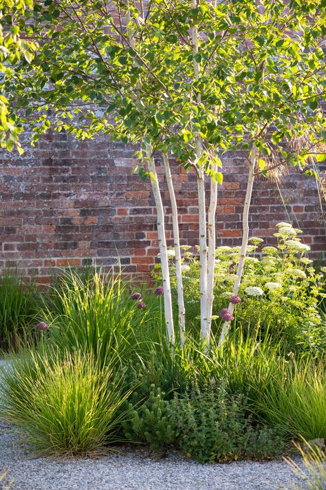 Suffolk Walled Garden | a naturalistic walled garden in East Suffolk Betula Jacquemontii Multi Stem, Front Garden Trees, Multi Stem Birch, Multi Stem Trees, Pathways Drawing, Walled Garden Ideas, Small Walled Garden, Scandinavian Garden Design, Betula Jacquemontii