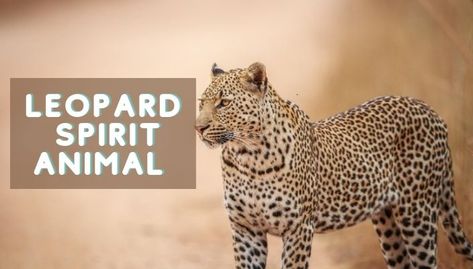 Leopard Spirit Animal Meaning, Cheetah Spirit Animal Meaning, Leopard Meaning, Leopard Spirit Animal, Appalachian People, Animal Signs, Spirit Animal Meaning, Animal Meanings, Remembrance Tattoos