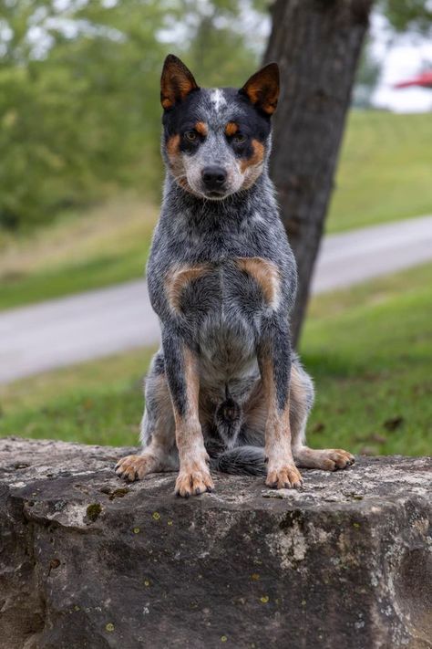 Fb Pic, Australian Cattle Dog Puppy, Heeler Dogs, Austrailian Cattle Dog, Blue Heeler Dogs, Cattle Dogs, Australian Cattle Dogs, Reference Pics, Dog Pics