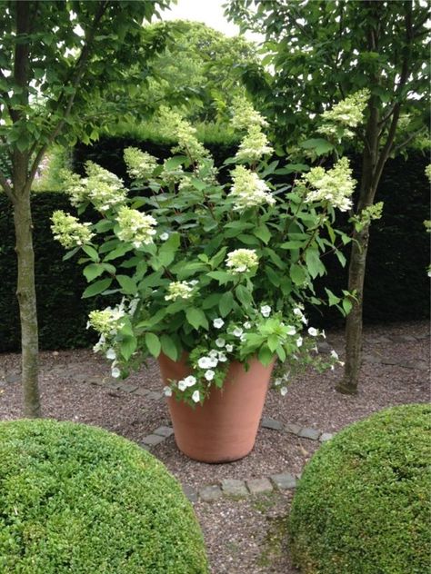 hydrangea in a garden pot... in our climate, they will not survive if left in the pot over winter... Winter Container Gardening, Hydrangea Potted, Panicle Hydrangea, Limelight Hydrangea, Survival Gardening, Stock Tank, Garden Shrubs, Classic Garden, Have Inspiration