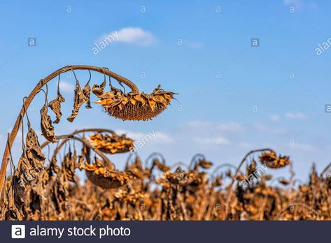 Download this stock image: Dry sunflower head with ripe seeds against the sky - 2CDEYN7 from Alamy's library of millions of high resolution stock photos, illustrations and vectors. Oc Redesign, Dried Sunflowers, Sunflower Head, Sky Images, Umbria, Printmaking, The Sky, Photo Image, Sunflower