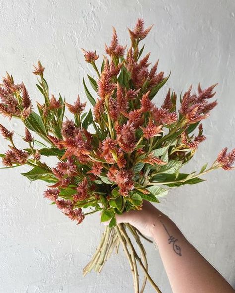 B O T A N Y {floral studio} on Instagram: "I adore this Terracotta Celosia Celway from @la_primavera_farms" Orange Celosia, Flower Varieties, Floral Studio, Retro Wedding, Flower Farm, Flower Seeds, Floral Arrangement, Botany, Wedding Inspo