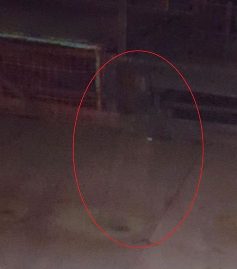 Wow! Is an actual ghost caught on camera or something else? Looks really scary!😱 • • • • • #haunted #hauntedhouse #hauntedcemetery #ghost… Scary Pics, Ghost Caught On Camera, Abandoned Mine, Best Ghost Stories, Paranormal Photos, Ghost Sightings, Real Ghost, Spirit Ghost, Creepy Ghost