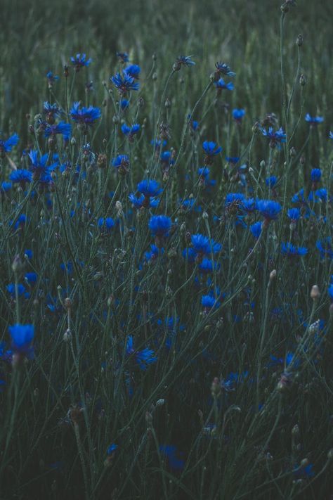 Submission by Irina Kostenich. Check out Irina's profile: https://www.pexels.com/u/iriser/ #landscape #field #flowers Dark Blue And Green Aesthetic, Blue Images Aesthetic, Blue And Green Aesthetic Wallpaper, Dark Blue Flowers Wallpaper, Dark Blue Moodboard, Blue Theme Aesthetic, Vintage Blue Aesthetic, Blue Astetic Photos, Dark Color Wallpaper