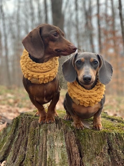 Dog scarf crochet