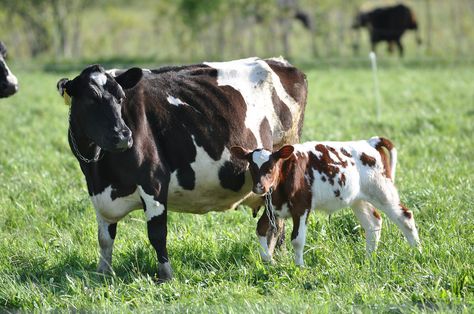 Holstein Cattle with Calves | Cow-Calf Operation Showing Cattle, Clipping Show Cattle, Nguni Cows, Brahman Show Cattle, Black Angus Cattle Pictures, Cattle Rearing, Ankole Cattle Photography, Dairy Cattle, Farm Cow