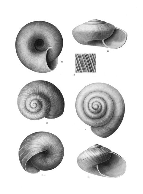 Winifred West worked as an artist at the Australian Museum between 1908 and 1912.  Believing that children should be taught in rural surroundings, she later founded girls' school Frensham in the NSW Southern Highlands. The original published version of one of West's drawings from Records of the Australian Museum in 1908 is here: http://australianmuseum.net.au/Uploads/Journals/16806/955_complete.pdf (see p.21 of the pdf) Snail House Drawing, Shell Drawings, Table Sketch, Shell Drawing, Shell Tattoos, Teaching Drawing, Sea Tattoo, Gcse Art Sketchbook, Arts And Crafts House