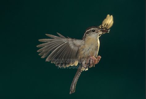 Carolina Wren, Thryothorus ludovicianus, adult in flight, Cameron County, Rio Grande Valley, Texas, USA Wren Flying, Rio Grande Valley Texas, Tattoos 2023, Carolina Wren, Rio Grande Valley, Bird Photos, Forest Art, Texas Usa, Bird Photo