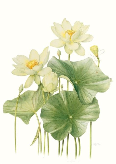 Lotus Flower Art, Lotus Painting, Lotus Art, Asian Painting, Illustration Botanique, Botanical Painting, Art Japonais, Botanical Watercolor, Plant Illustration