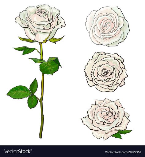 Cabbage Rose Drawing, Blooming Rose Drawing, Roses Drawing Reference, Roses Sketch Drawing, Rose Reference Drawing, Rose Buds Drawing, White Roses Drawing, Comet Moth Tattoo, Rose Drawing Reference